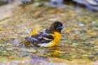 Baltimore oriole female bathing, Marion County, Illinois. Art Print